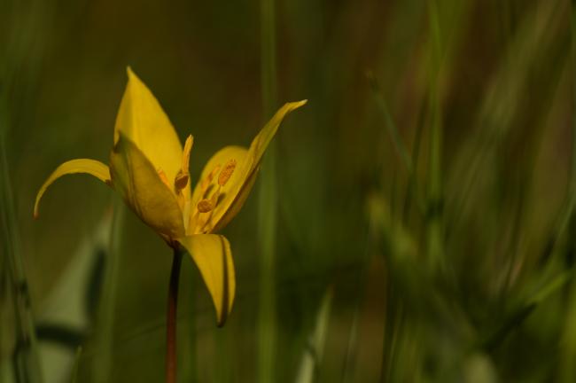 Tulipa sylvestris