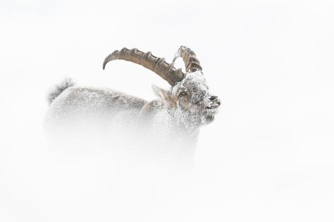 Bouquetin des Alpes