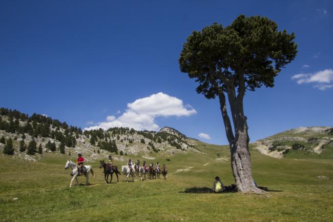 l'arbre de la Queyrie