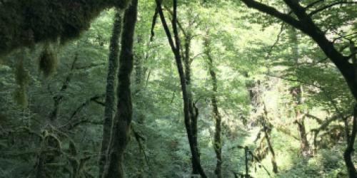 Un peuplement forestier riche et diversifié