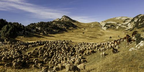 Alpage ©Pascal Conche